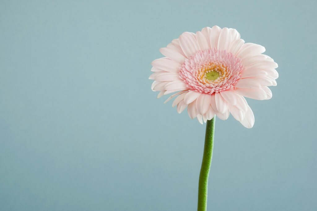 Image de fleur illustrant une ambiance de bien-être en kinésiologie et aromathérapie à Paimboeuf dans le Pays de Retz